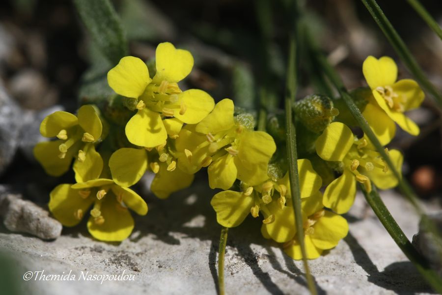 Alyssum handelii - endemita del M. Olimpo, Grecia